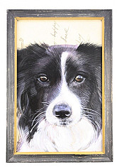 Schilderij Border Collie