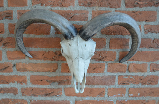 Antilope schedel